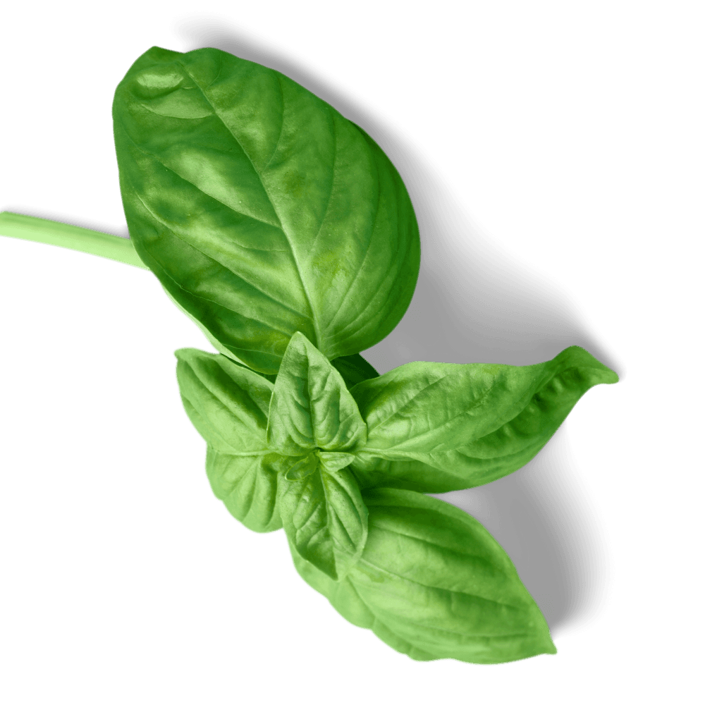 Decorative leaf